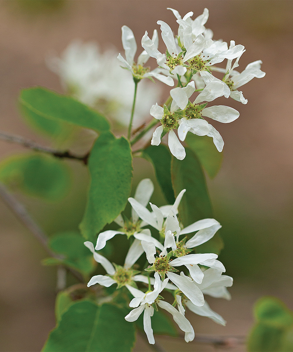 Downy Shadbush