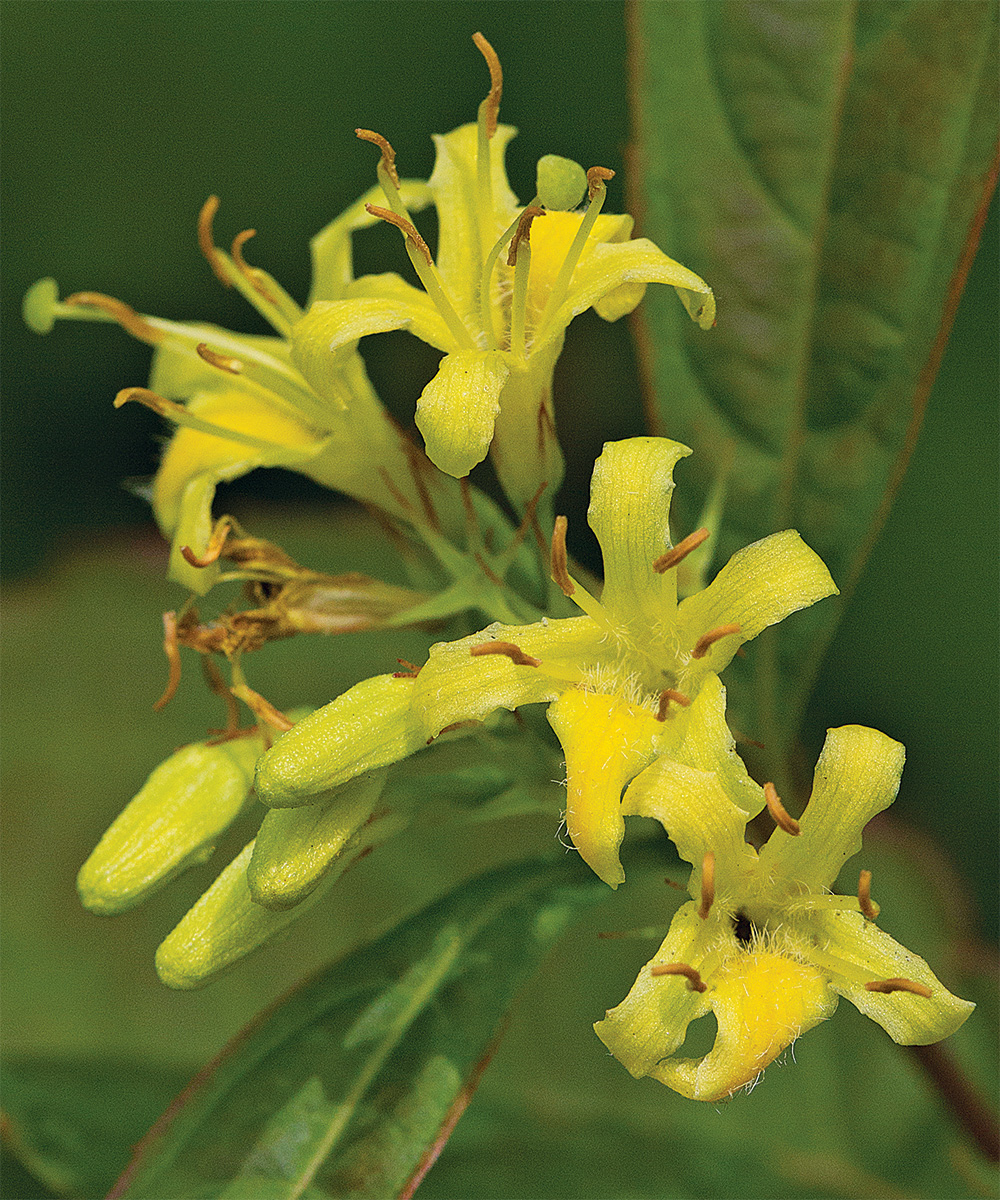 Bush Honeysuckle