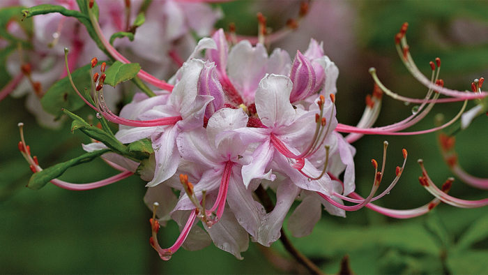 Pinxterbloom Azalea