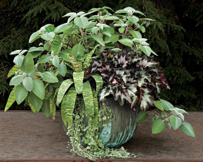 container plant with an assortment of silver-hued beauties