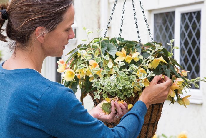 Deadheading Begonia in Hanging basket with Helichrysum