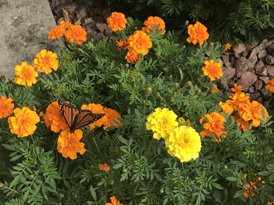 marigolds