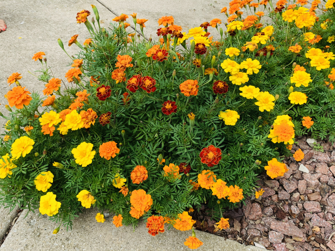 different color marigolds