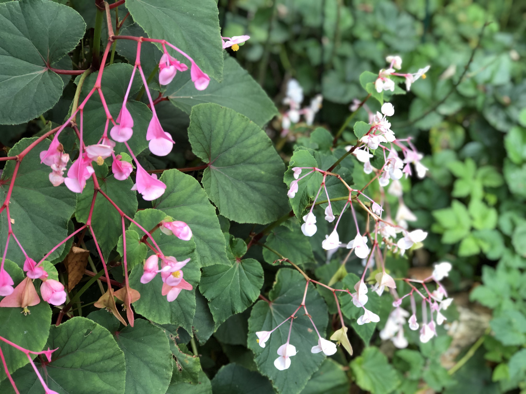 hardy begonia