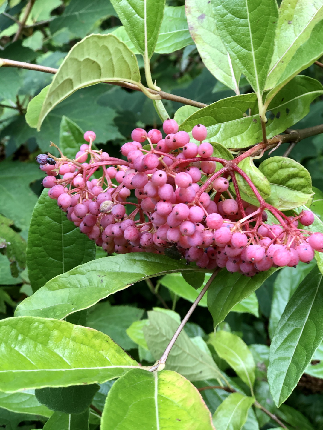 Brandywine viburnum