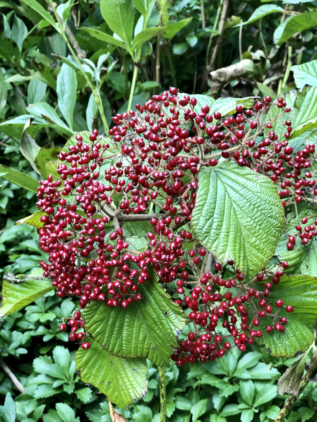 viburnum berries