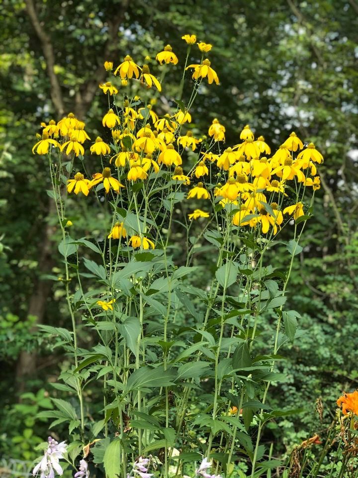 Rudbeckia laciniata Herbstsonne