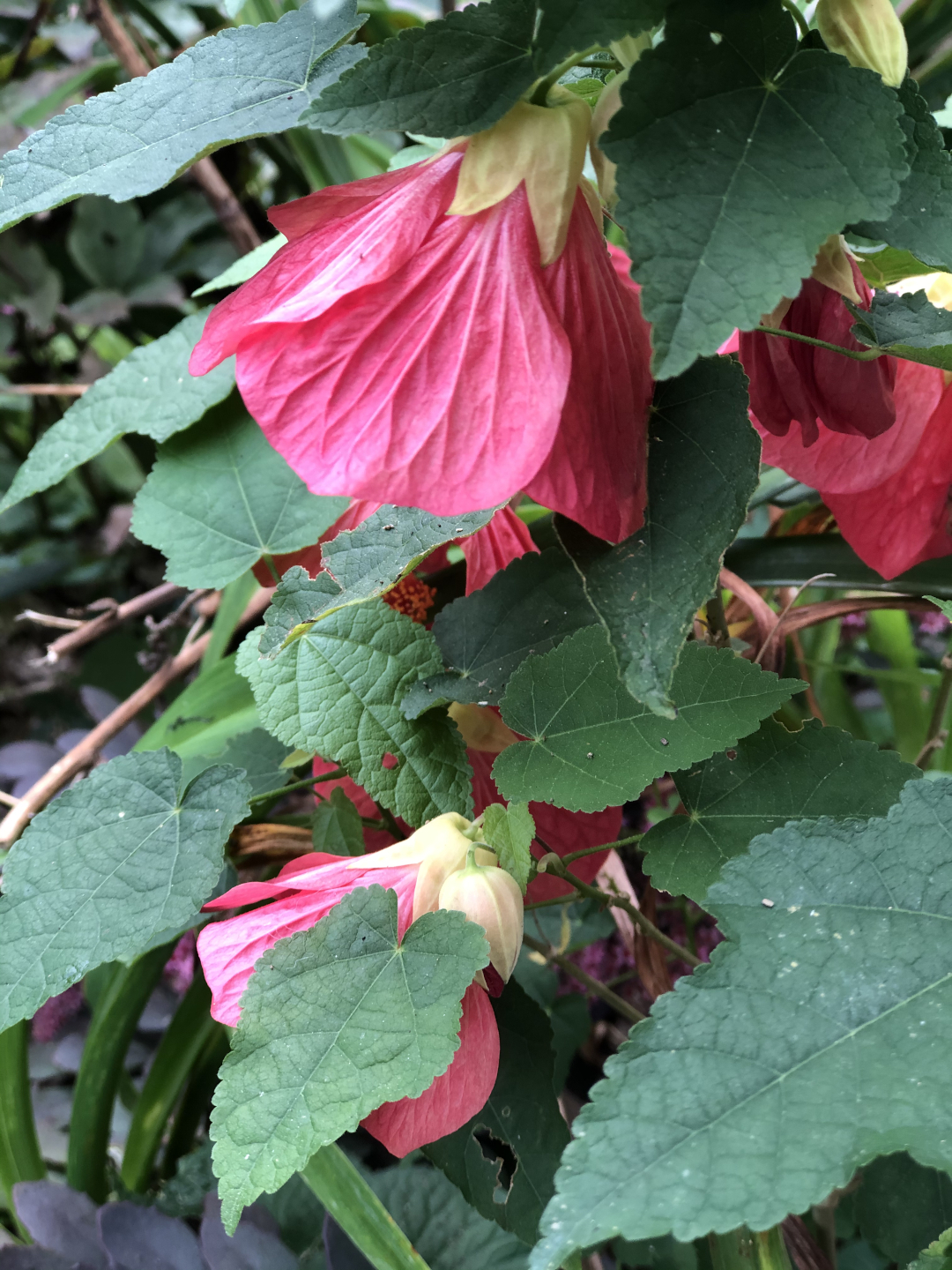 abutilon