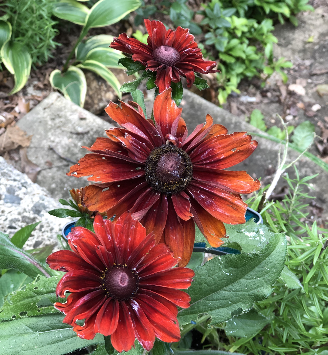 red black-eyed Susan