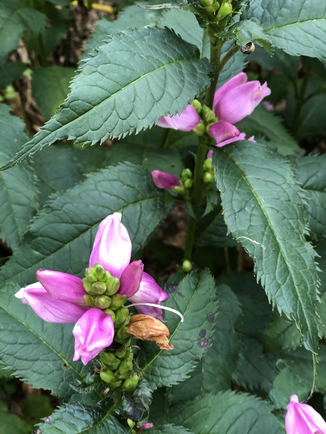 turtlehead plant