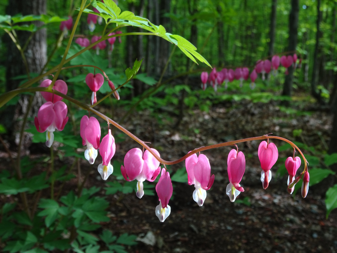 bleeding heart