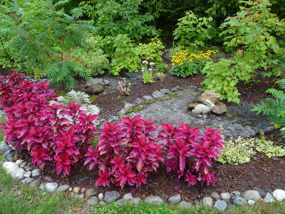 Coleus