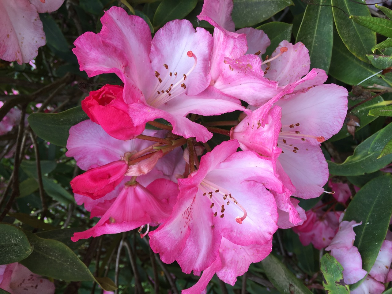 rhododendron