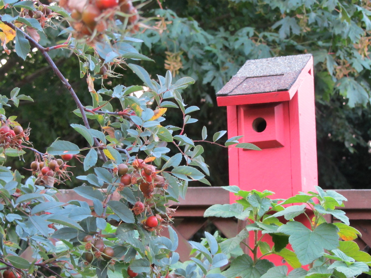 bird house