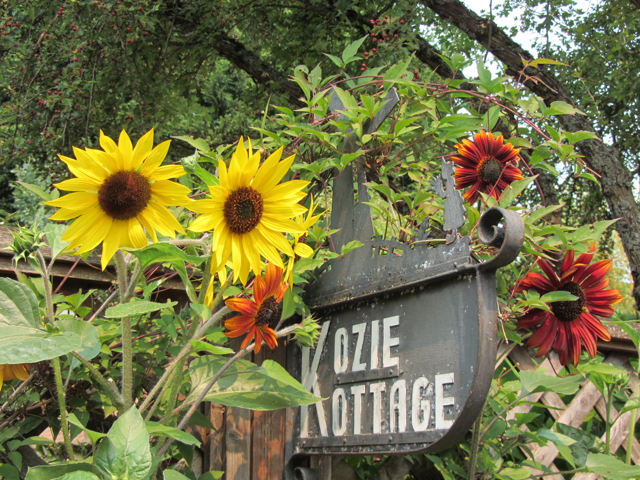 sunflowers