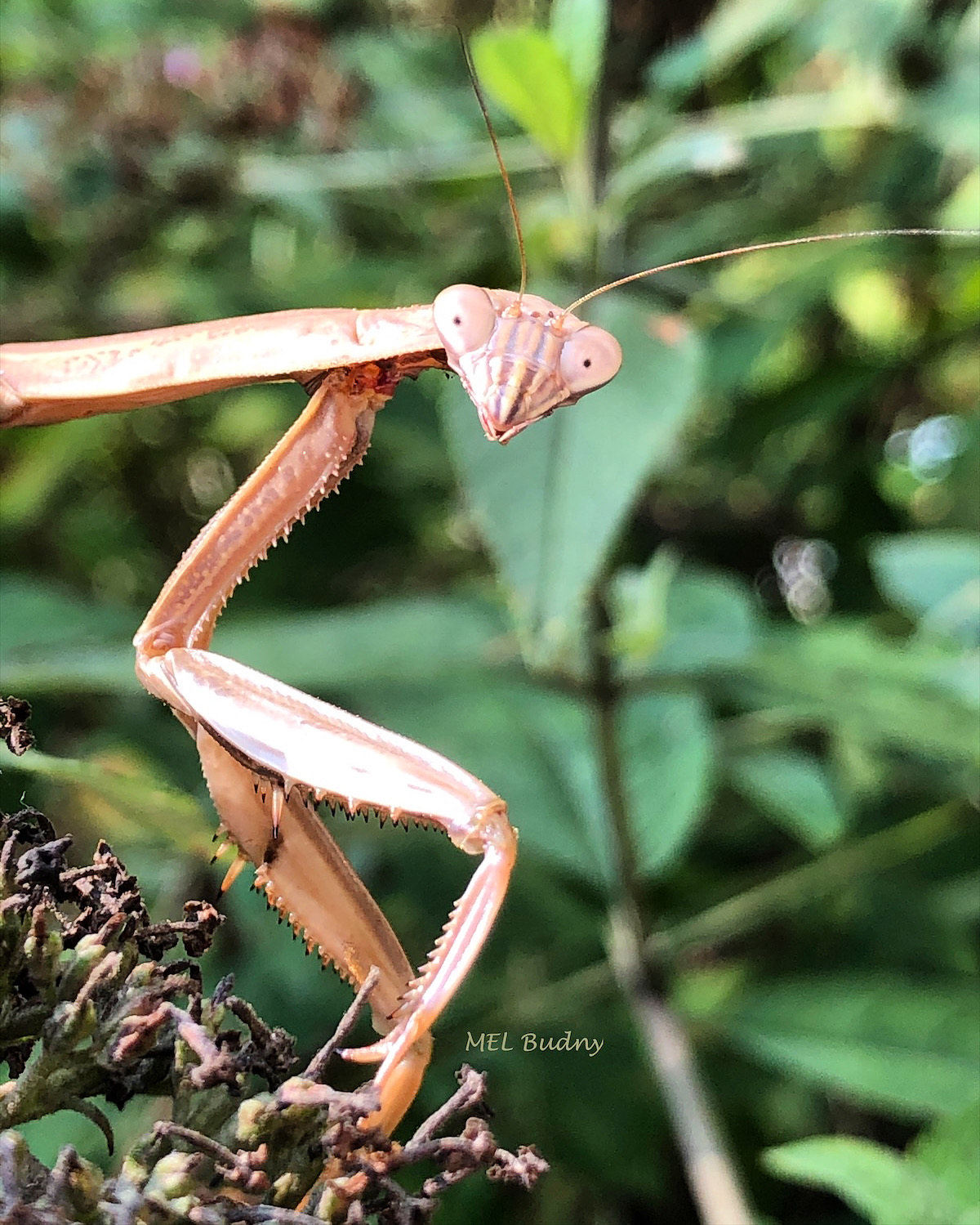 praying mantis