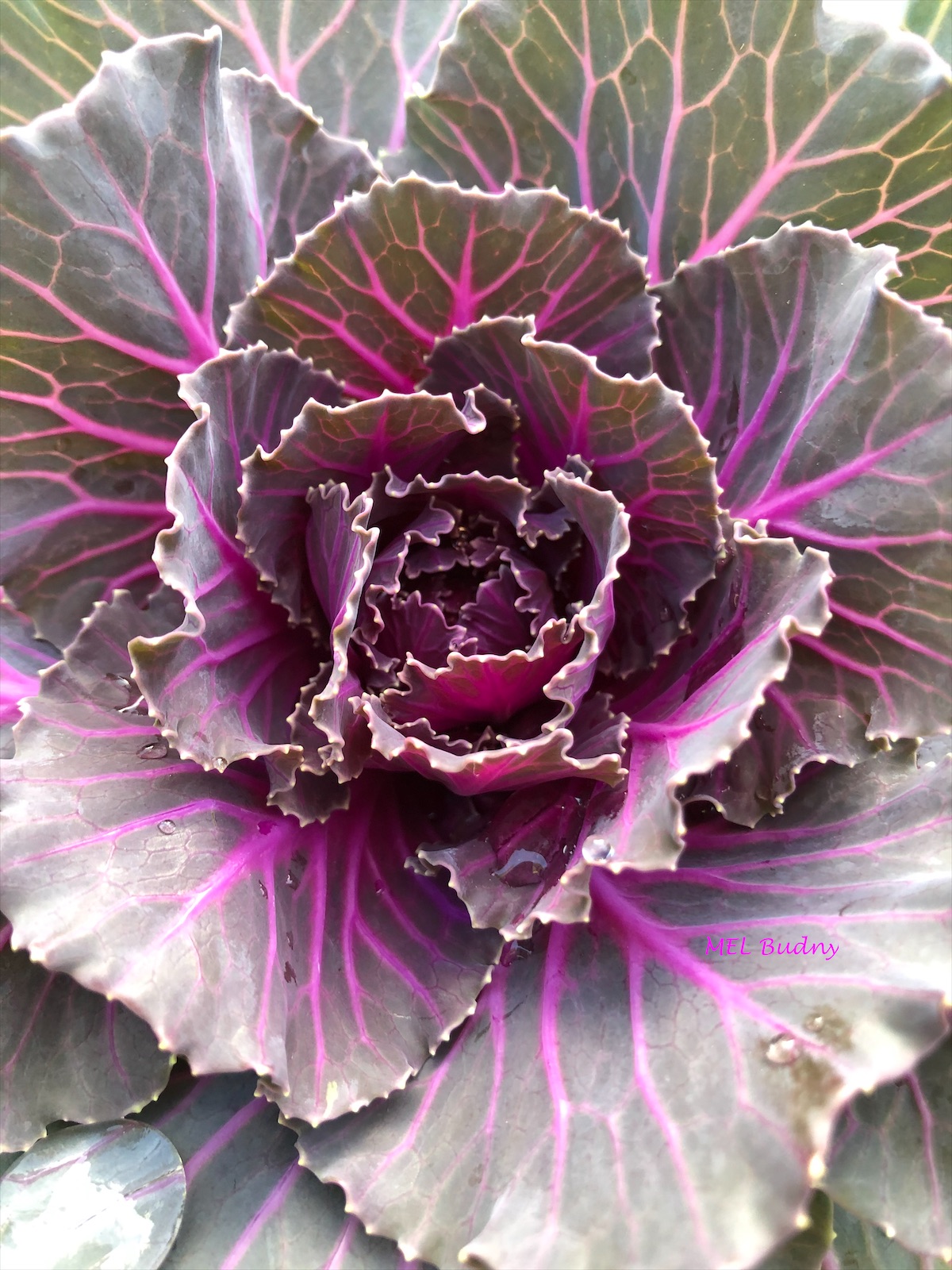 ornamental cabbage