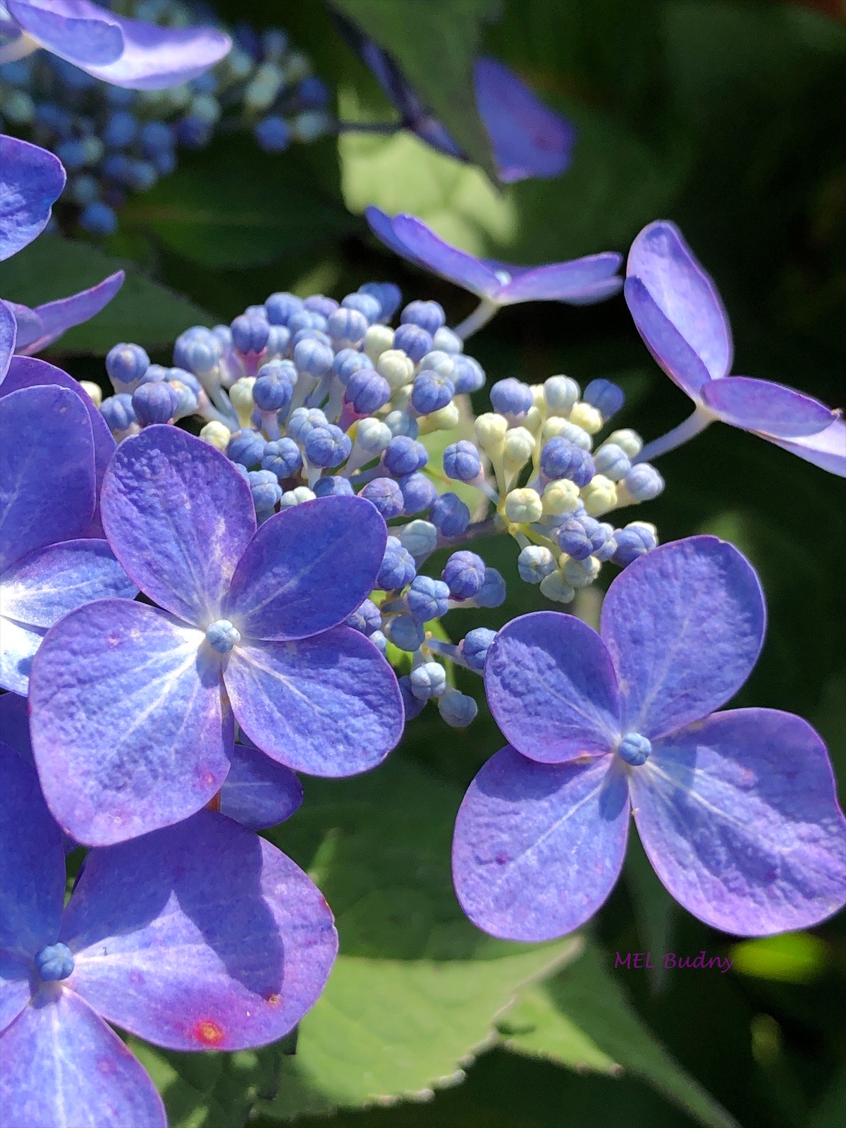 Blue hydrangea