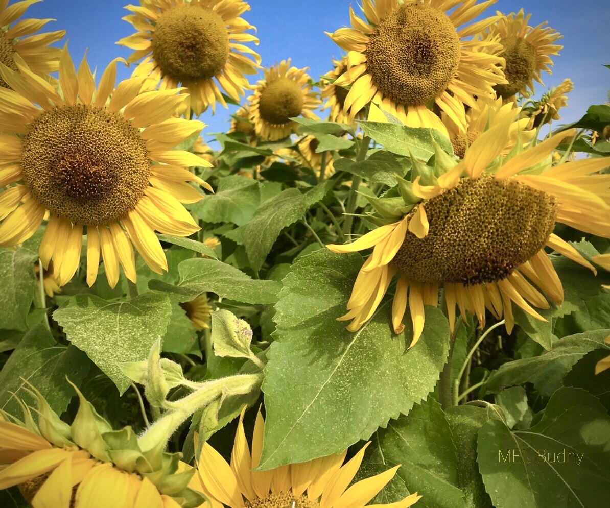 Sunflowers