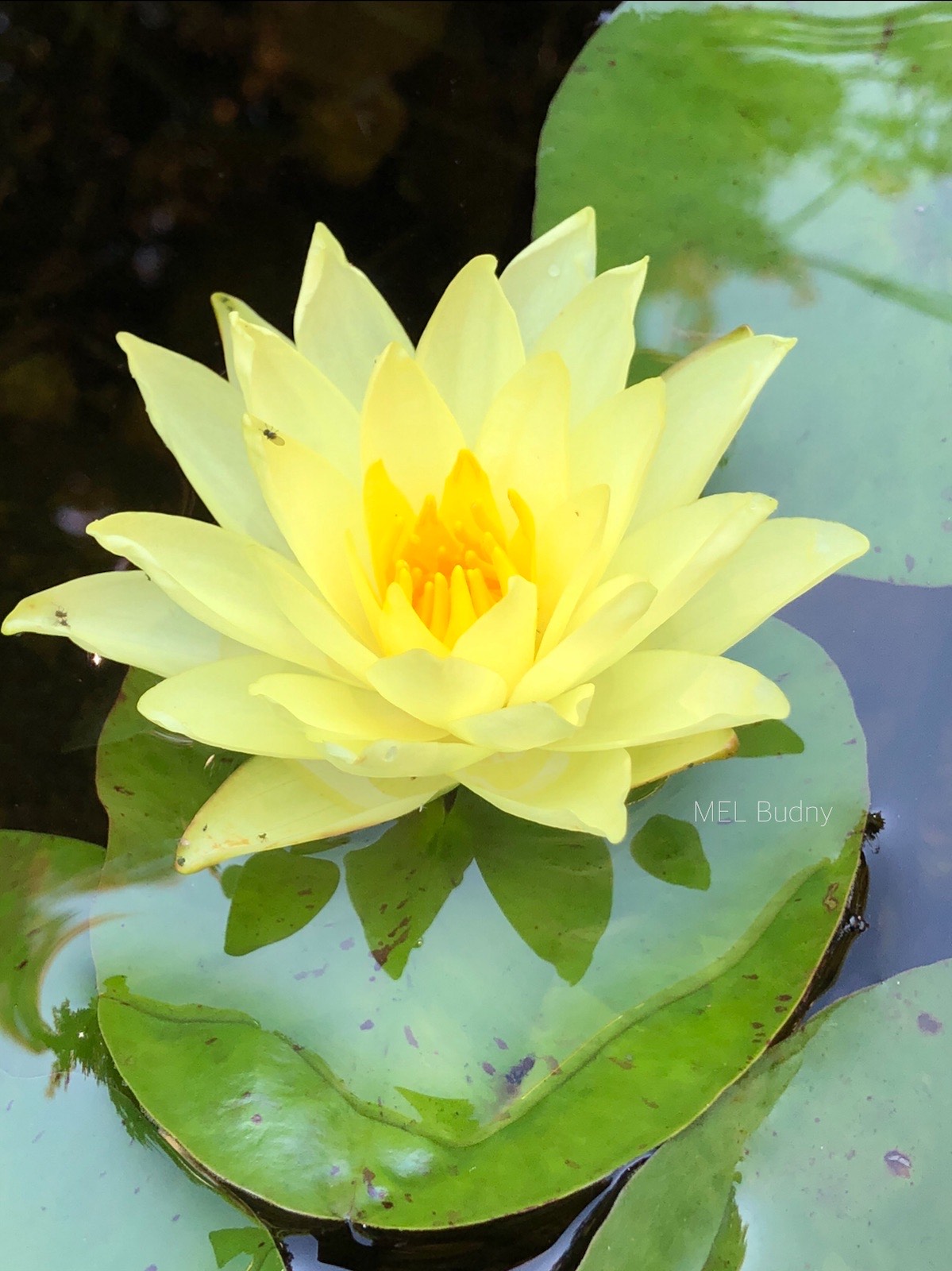 water lily