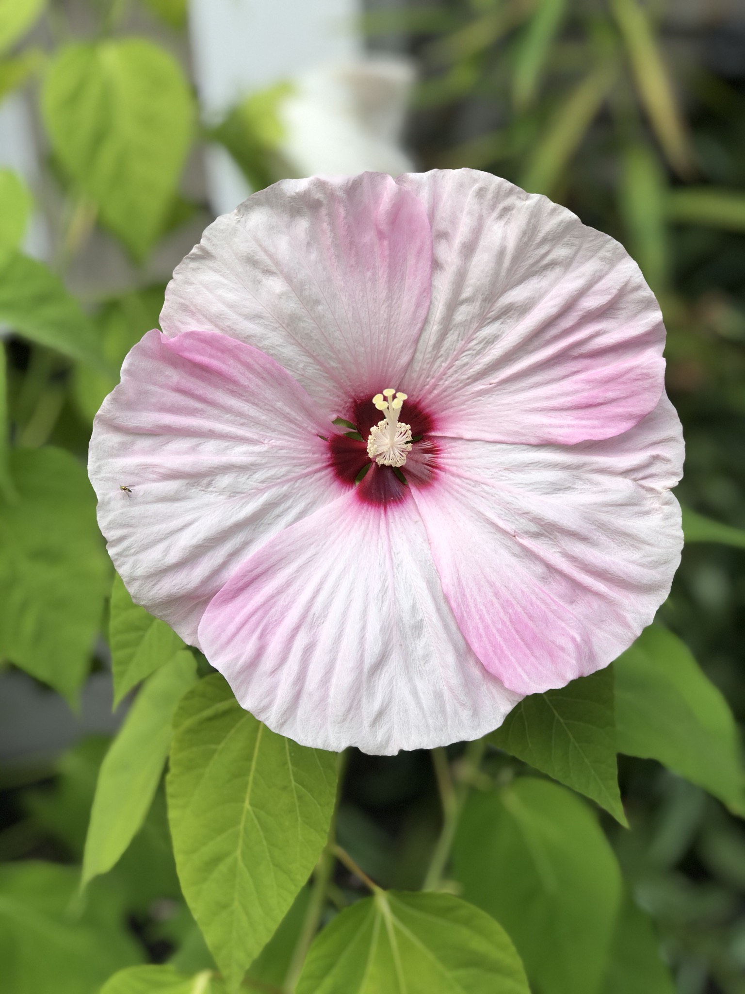 Hardy hibiscus