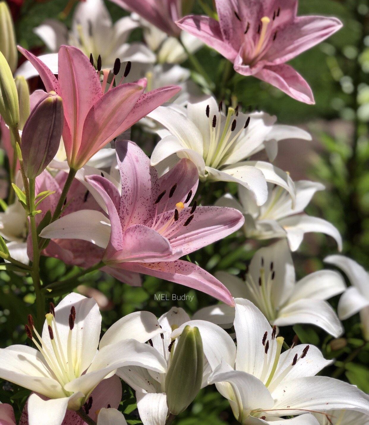 pink and white lilies