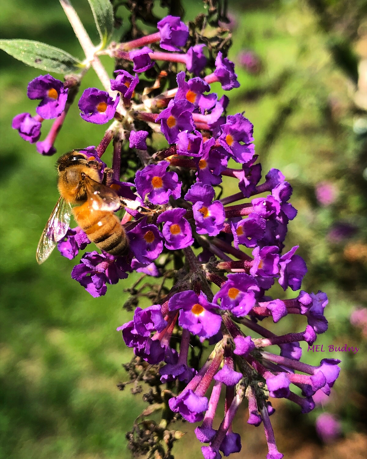 butterfly bush