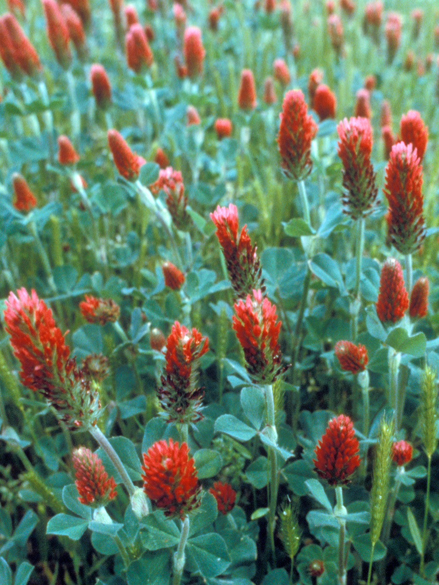 crimson clover