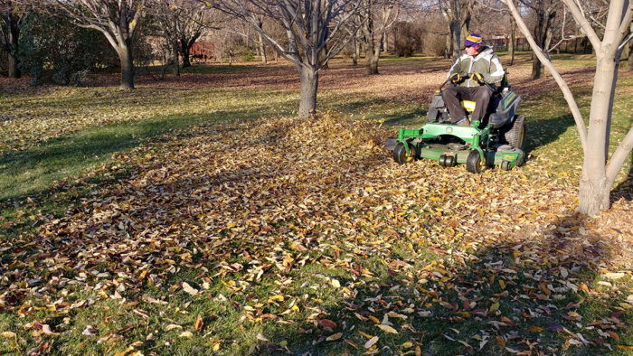 mulching leaves