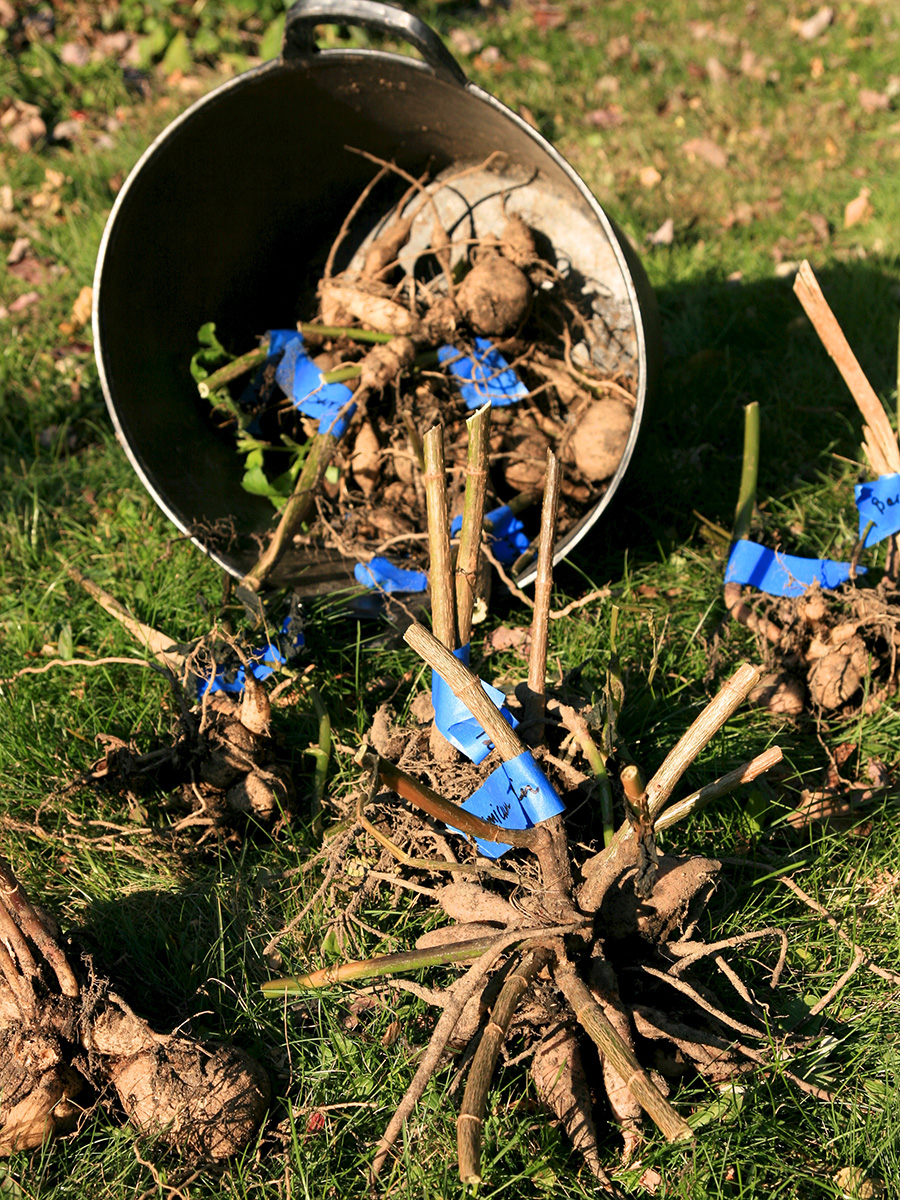 drying dahlia tubers