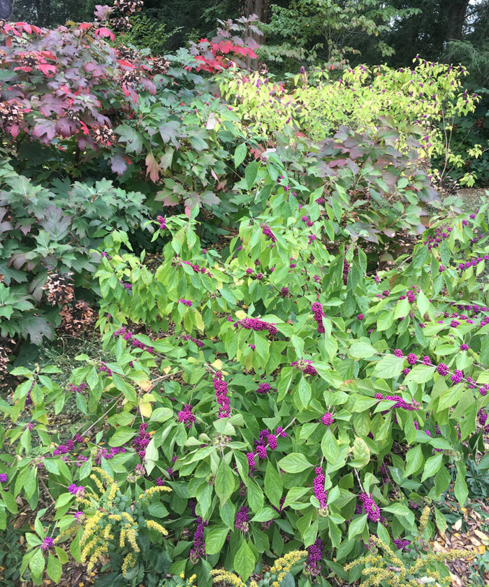 oakleaf hydrangea foliage