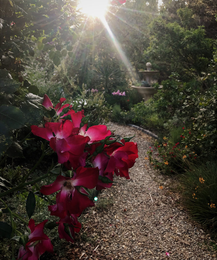 evening in the garden