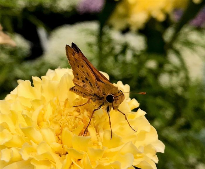 A fiery skipper butterfly on a yellow flower