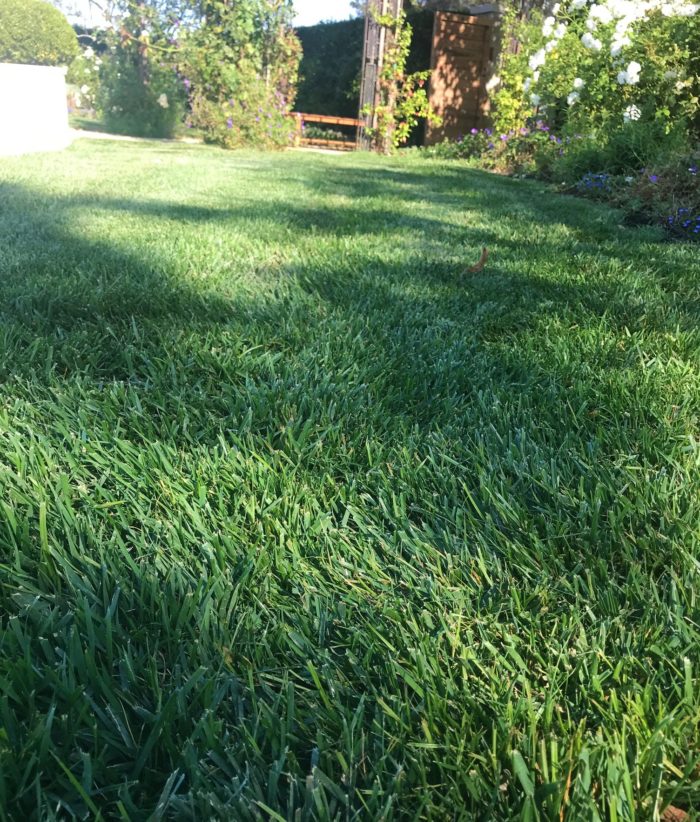 green lawn