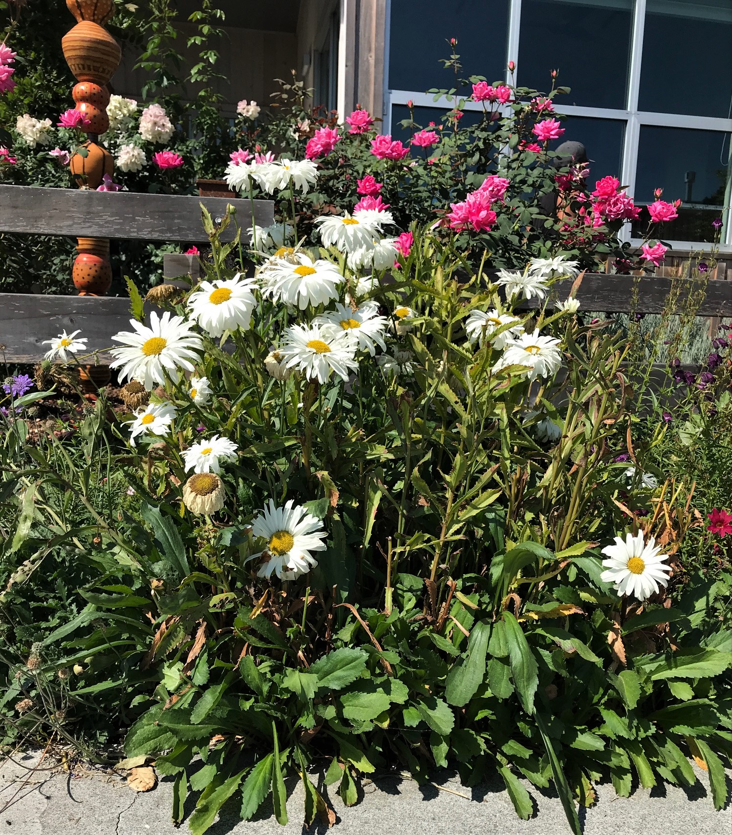 shasta daisies at the end of their season