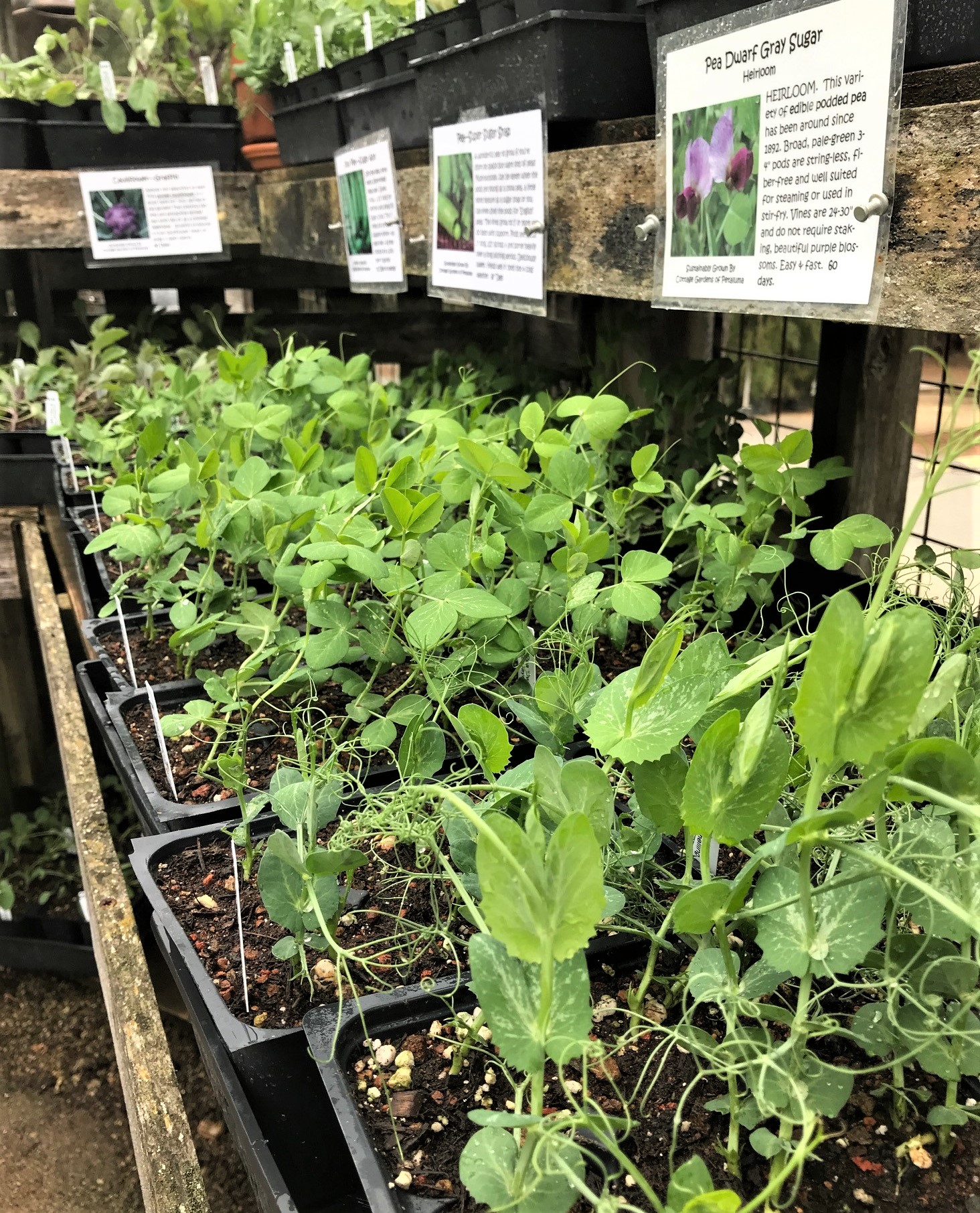 Pea plant transplants on a table