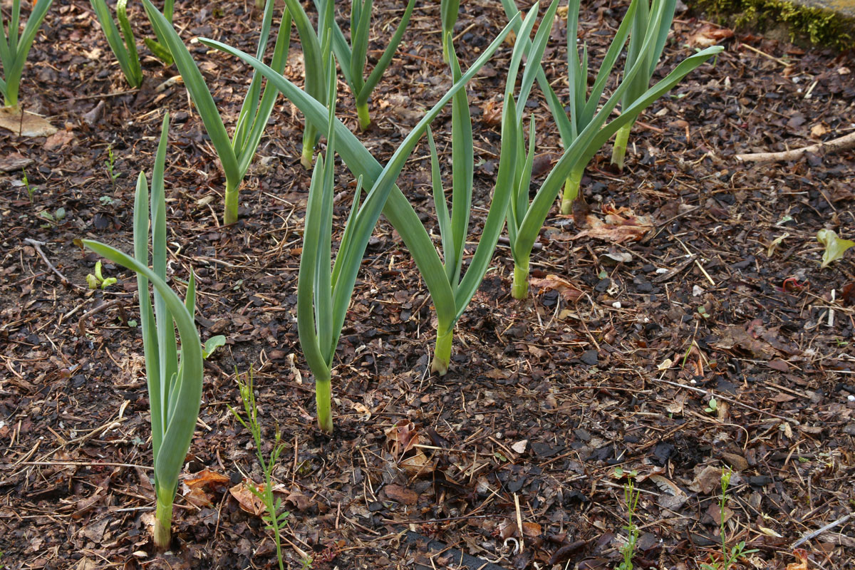 garlic bulb heads sticking out of the ground