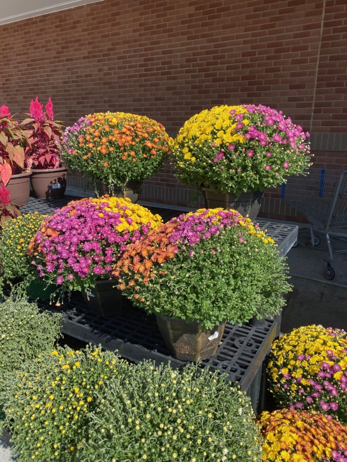 multi-color mums