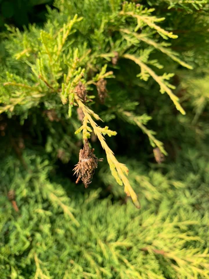 Close up of bagworms on an evergreen tree