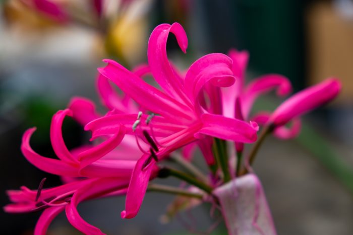 ‘Anastasia’ nerine lily blooms a much deeper pink than the straight species with smoother, curved petals. Photo: Susan Calhoun