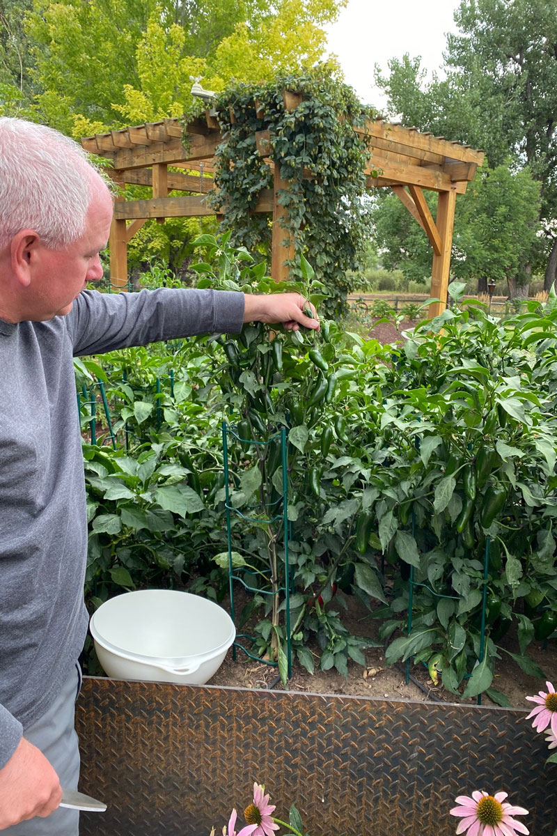 https://images.finegardening.com/app/uploads/2020/09/25115738/harvesting-jalapenos-provaznik.jpg