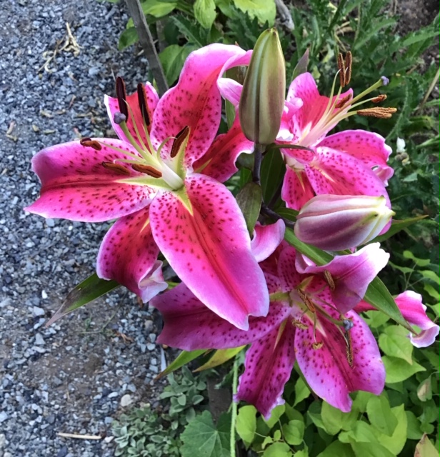 Star Gazer lily