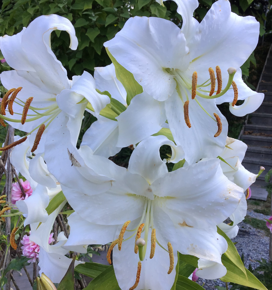 white oriental lily