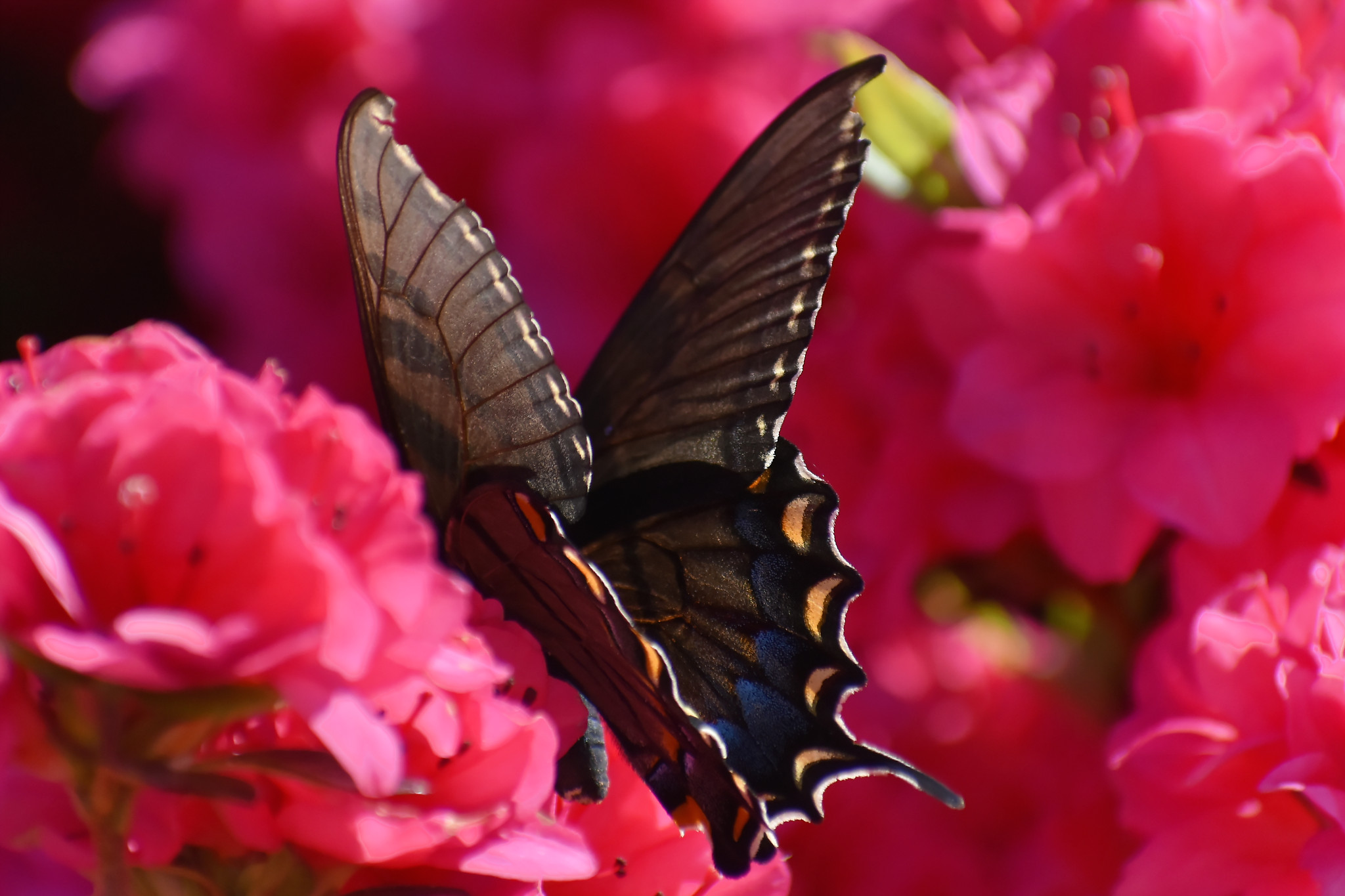 black swallowtail butterfly