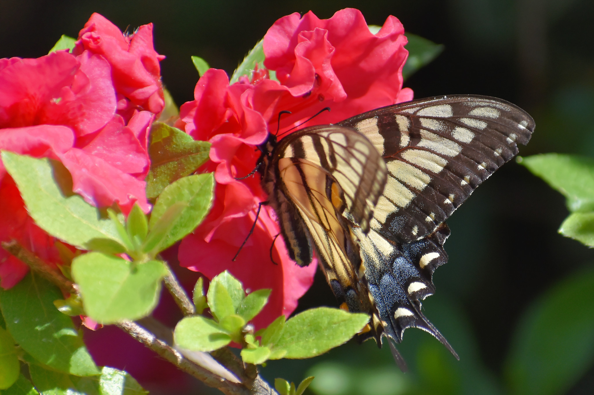 eastern tiger swallowtail