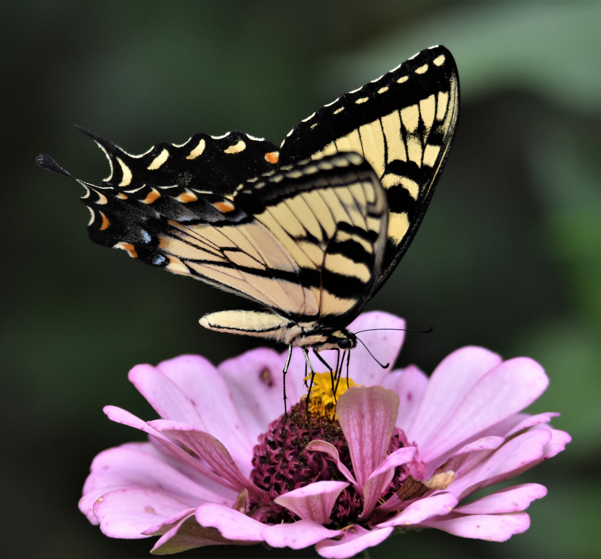 eastern tiger swallowtail