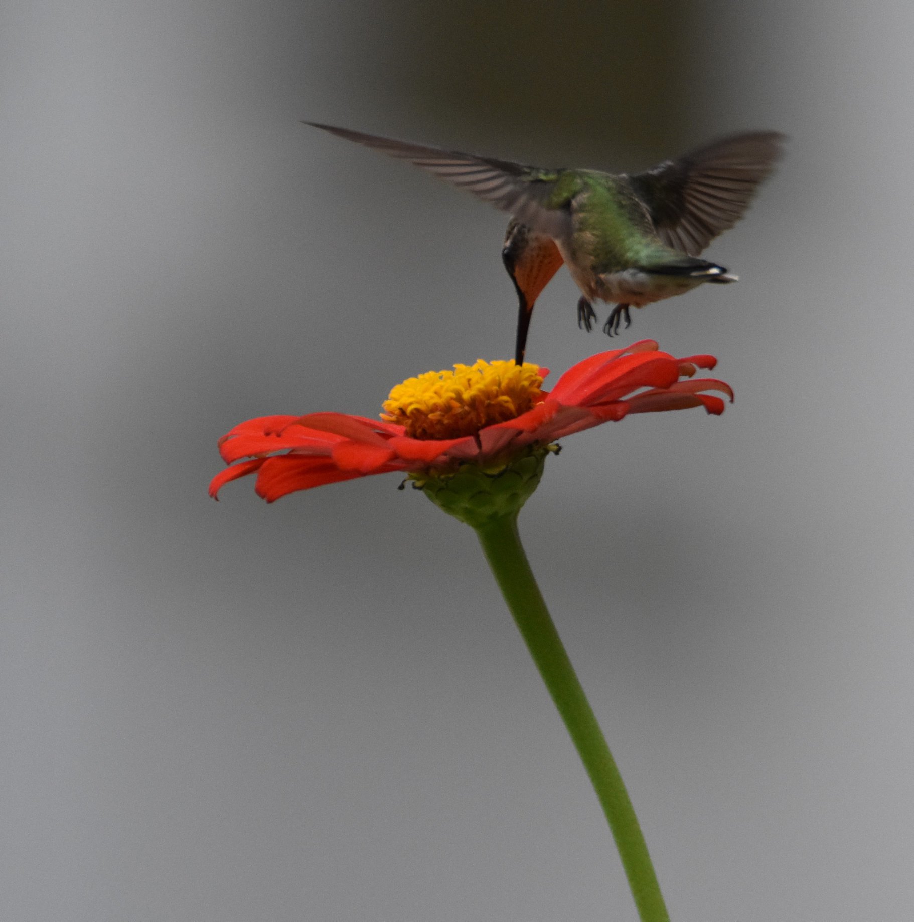 hummingbird