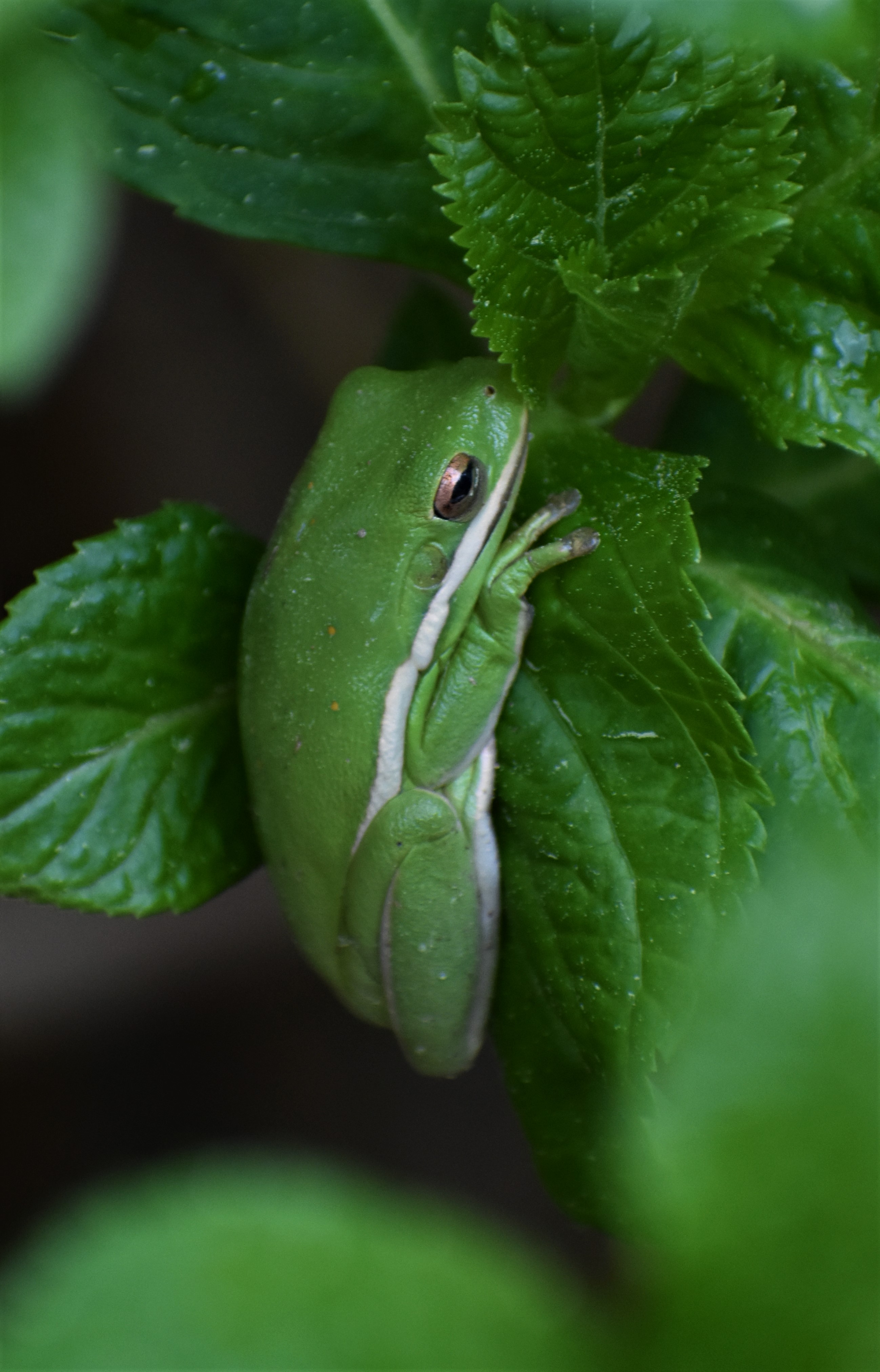 American green tree frog