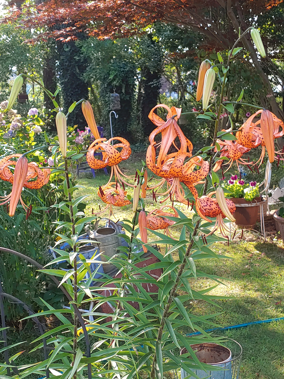 tiger lilies