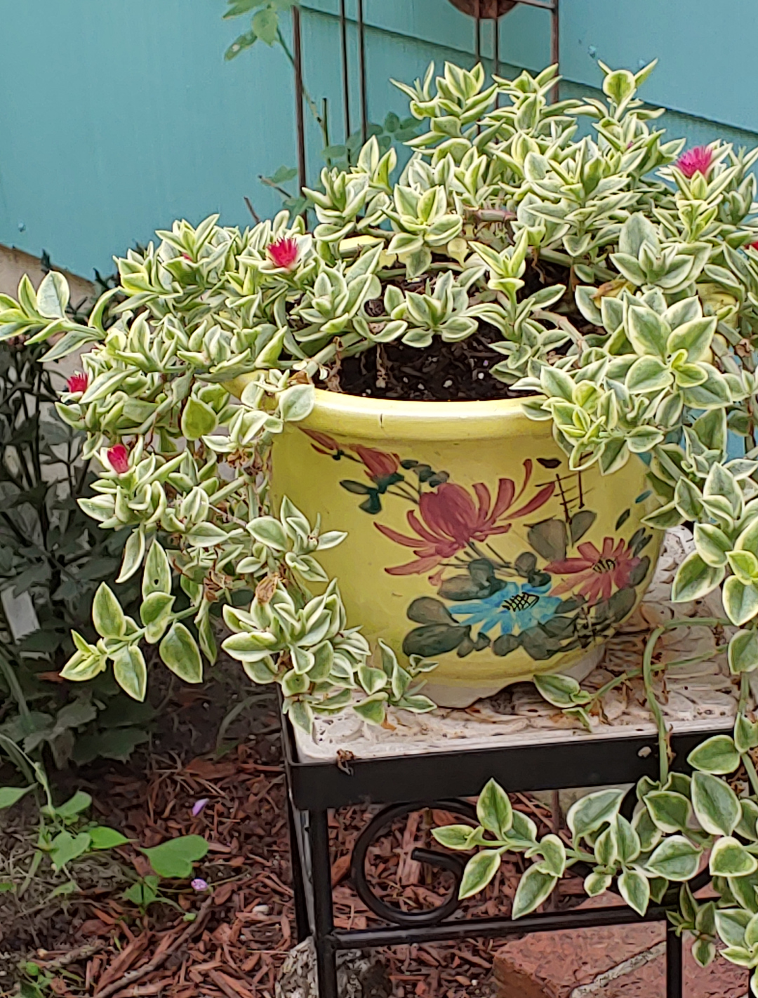 variegated baby sun rose